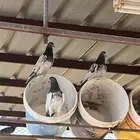 حمام باكستاني وسمان للبيع