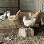 دجاج بلدي بياض