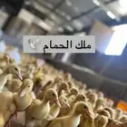 صوص بط بكيني ( تم البيع )