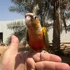 كنيور اناناس رد فاكتور
