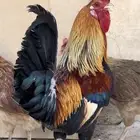 ديك عربي أشقر