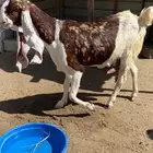 عنز هولنديه