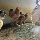 دجاج