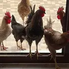 دجاج تركي للبيع
