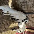 نعجه حريه تحتها طلي ابرق