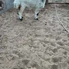 رخال