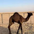 حيران عمرها 5 شهور