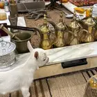 ماعز قزمي   ابيض صافي