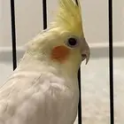 كروان لاتينو للبيع