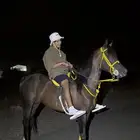 حصان شعبي