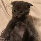 للبيع قطط سكوتش فولد