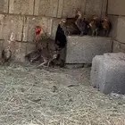 دجاجة عربية مفرخة ( تم البيع )