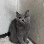 قط سكواتش