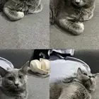 قطط رمادي للتبني