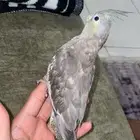 كروان عمر 4 شهور ونص