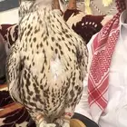 حر من حر