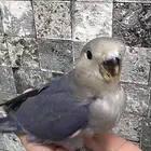 روز فرخ للبيع