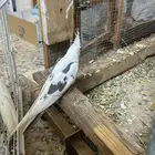 كروان فردات