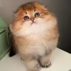 سكوتش تربل فولد لونق هير قولد كيتن شيرازي هملايا قطط للبيع