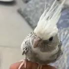 أنثى كروان أليفه هولندي