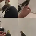 فرخ كروان اليف