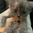 قطط تبني