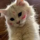 قطط شيرازي