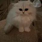 انثى سكوتش فولد