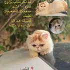 قط تزاوج