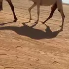 بكره طيبه