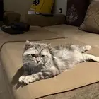 ( للتبني )