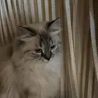 قطه للبيع.