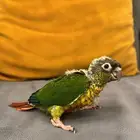 فرخ يلو سايد كنيور