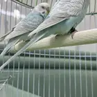 عصافير الحب