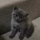 قطة للبيع سكوتش ستريت بريتش