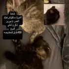 قطط