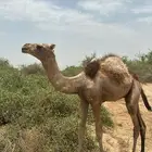 بعير ارك للبيع