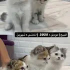 قطط للبيع الاحساء