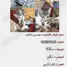 قطط صغيره للتبني التفاصيل بالصوره