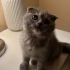 3 قطط سكوتش فولد للبيع