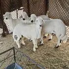 4 خرفان للبيع