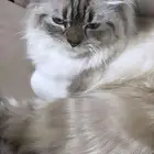 قطة للتبني