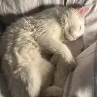 قط ابيض للبيع