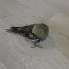 فرخ كروان نورمن
