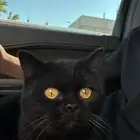 بسه او قطوه للبيع