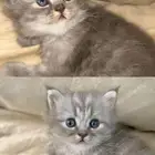 قطه شيرازي