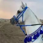 حصان