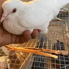 للبيع 3 اجواز صنعاوي شرط انتاج وصوت وكلهن معهن فراخه