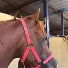 حصان واهو اشقر للبيع