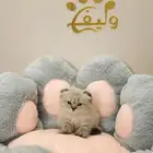 قطه قطط قطة بيع سكوتش